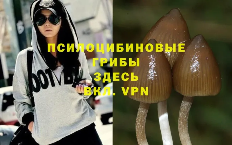 купить   Собинка  Псилоцибиновые грибы Magic Shrooms 